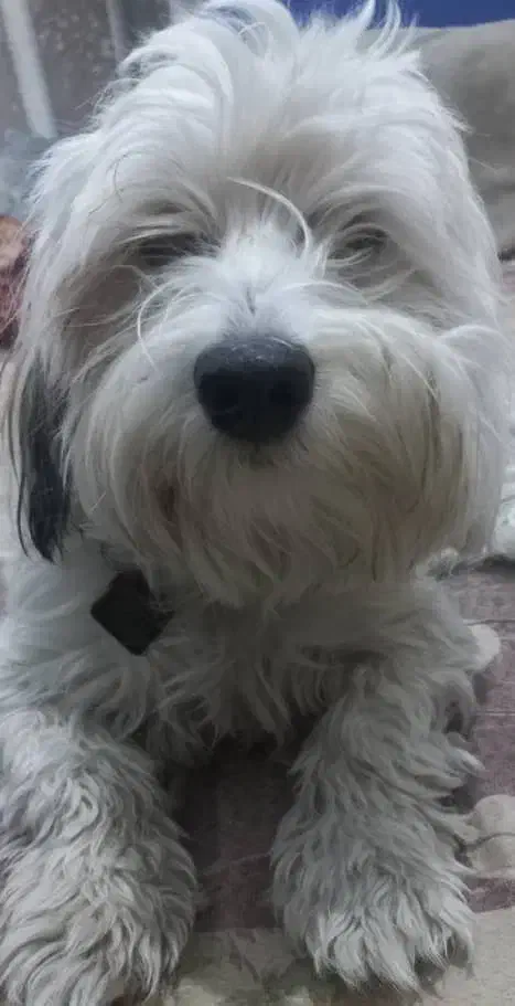 سگ شیتزو|سگ|یزد, |دیوار