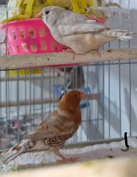 فنچ کینگ فول اورنج|پرنده|بندرعباس, |دیوار