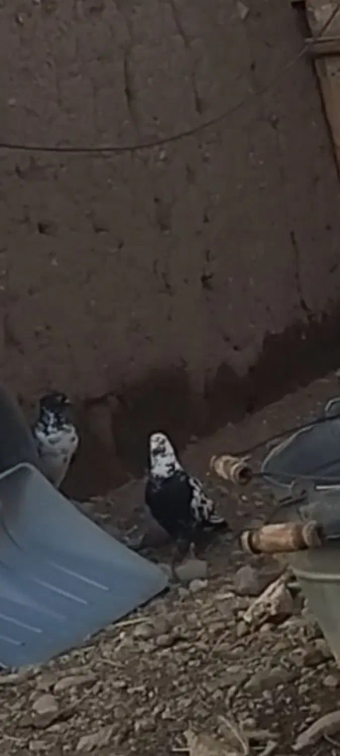 این کبوتر  یه بیست روز میشه رفت|حیوانات|خوی, |دیوار