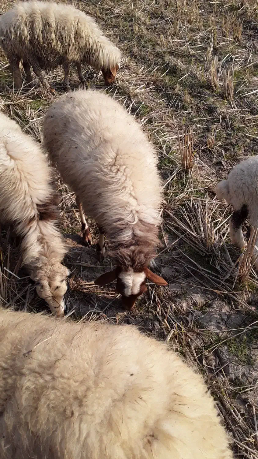 بره|حیوانات مزرعه|سنگر, |دیوار