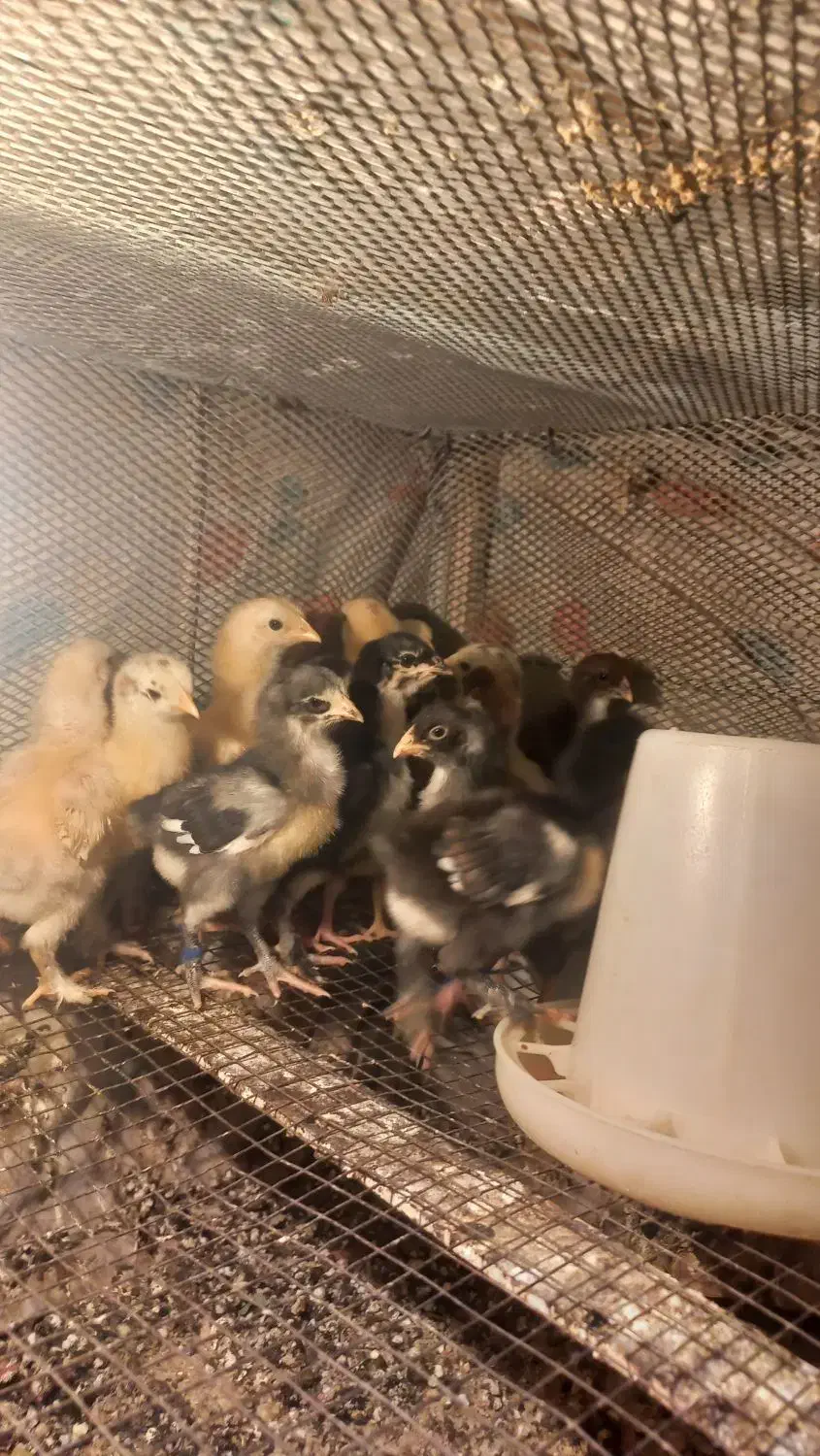 فروش تعدادی جوجه دو رگه لاری وبرهمه|حیوانات مزرعه|نورآباد ممسنی, |دیوار