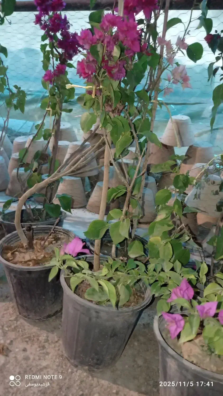 گل کاغذی خوزستان|گل و گیاه طبیعی|مراغه, |دیوار