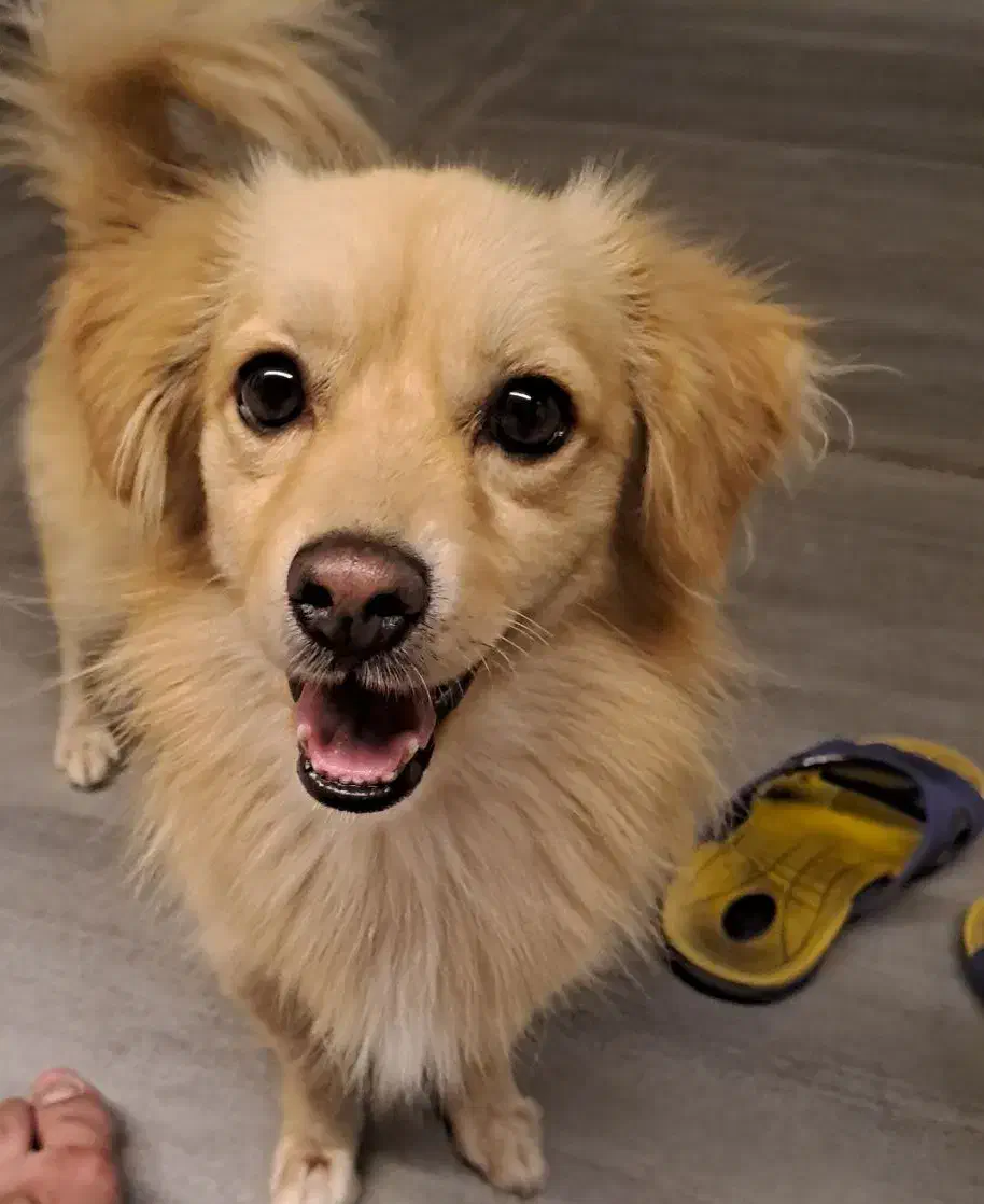 پاکوتاه نر پامرین|حیوانات|نیشابور, کوی یغما|دیوار