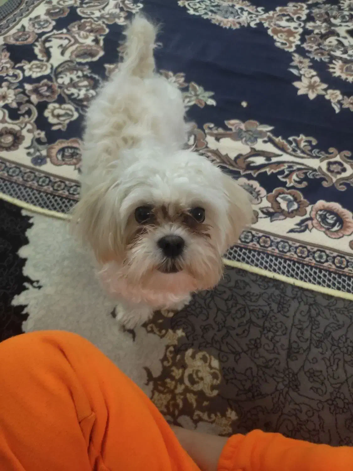 سگ سفید|سگ|مشهد, یاس|دیوار