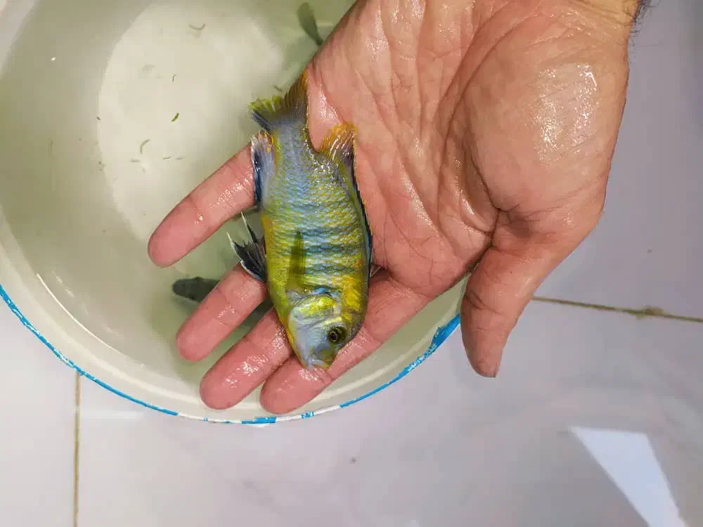 ماهی سیچلاید و ماکرو و اوراتوس مولد|ماهی|شیراز, کوشک میدان|دیوار