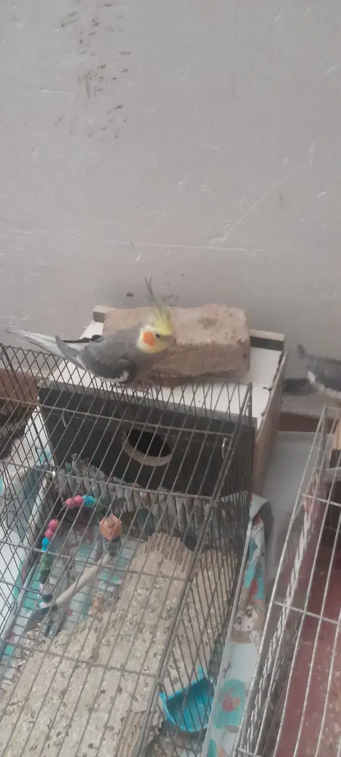 فروش‌ پرنده عروس|پرنده|سراب, |دیوار