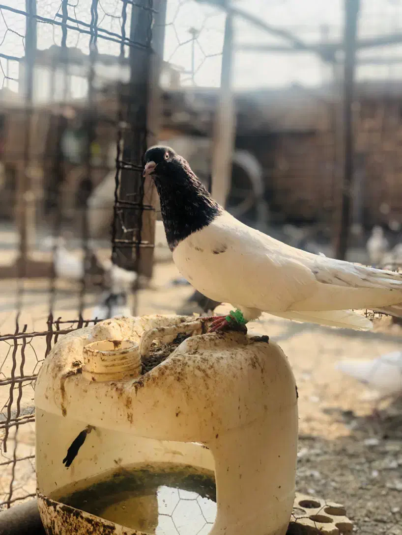 کبوتر کلیی|پرنده|سوسنگرد, |دیوار