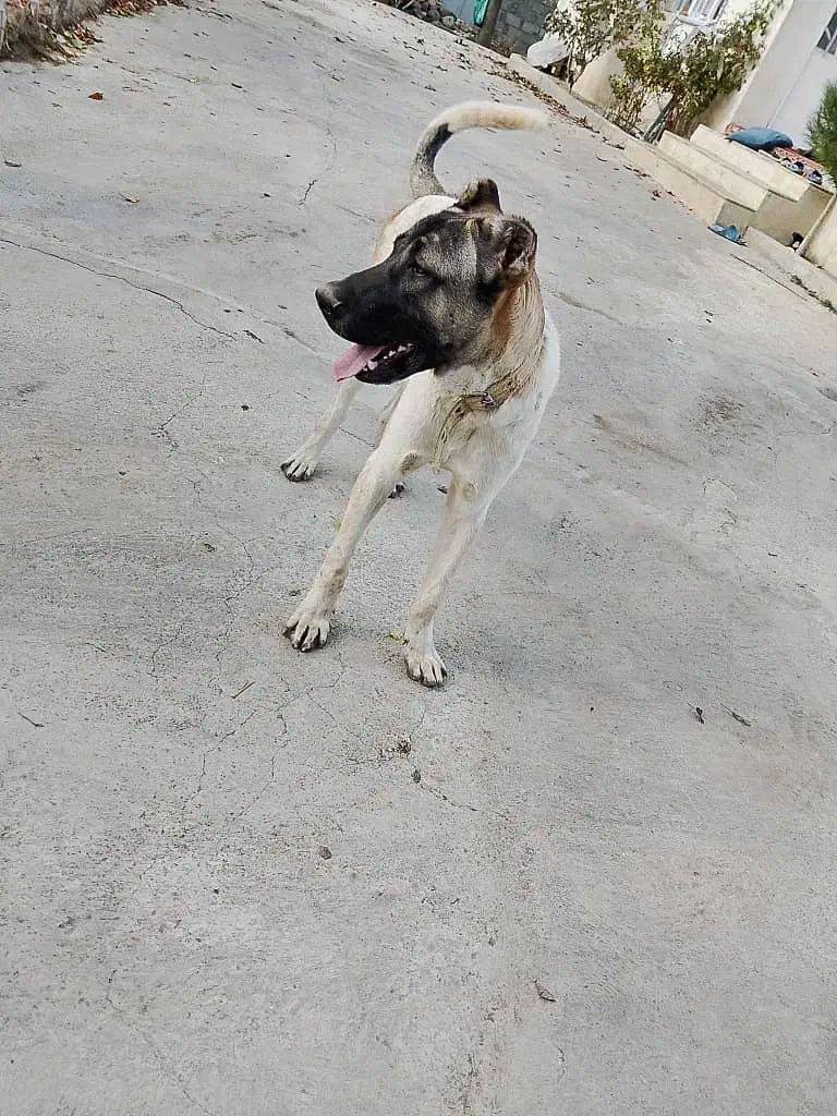 سگ سرابی 10ماهه|سگ|عنبران, |دیوار