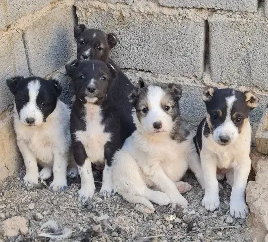 واگزاری|سگ|سمنان, |دیوار