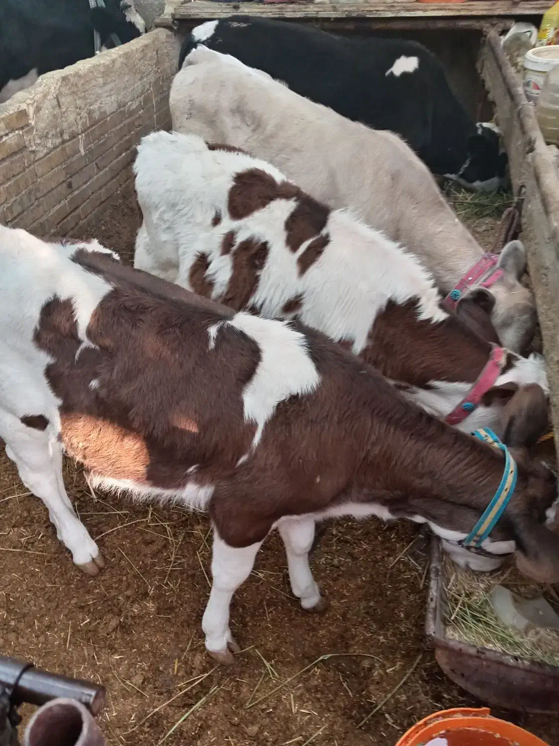 کود گاوی 4ساله|لوازم جانبی حیوانات|کوهدشت, |دیوار