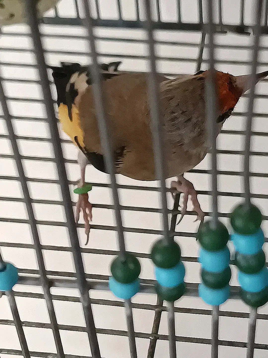 سهره دورگ کرمونی|پرنده|شیراز, مسلم|دیوار