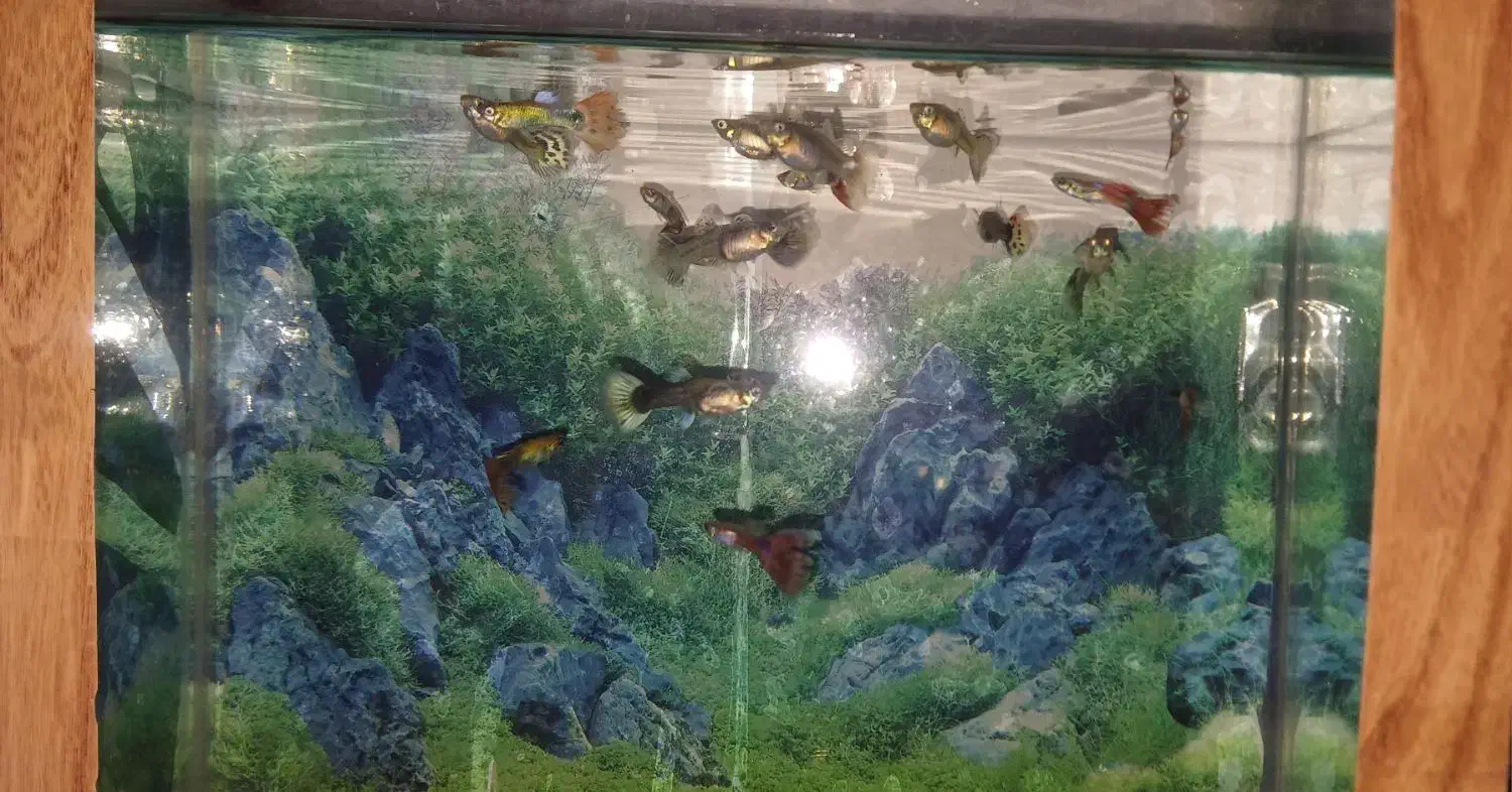 ماهی گوپی درجه یک|ماهی|مرند, |دیوار