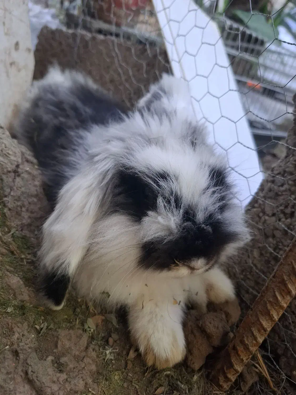 خرگوش مینی لوپ بالغ|موش و خرگوش|لشت نشا, |دیوار