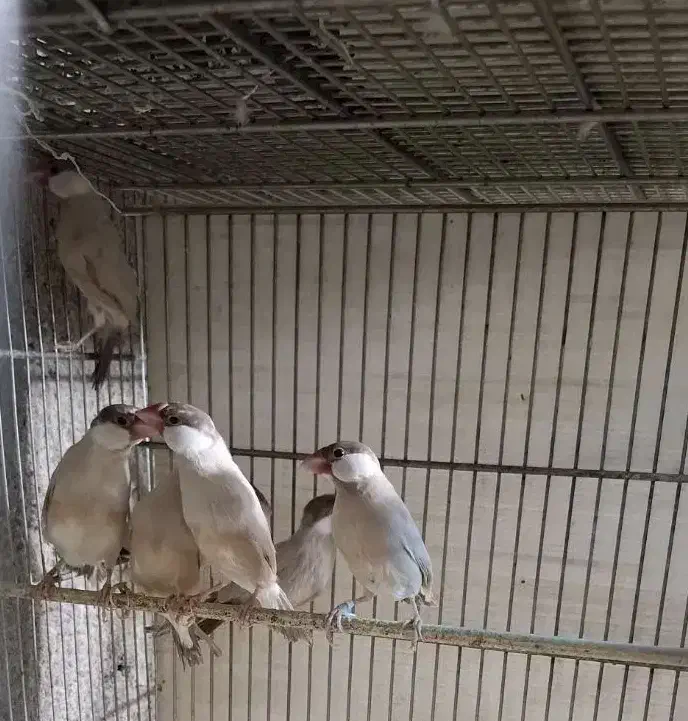 فنچ نرگسی|پرنده|شهریار, کرد امیر|دیوار