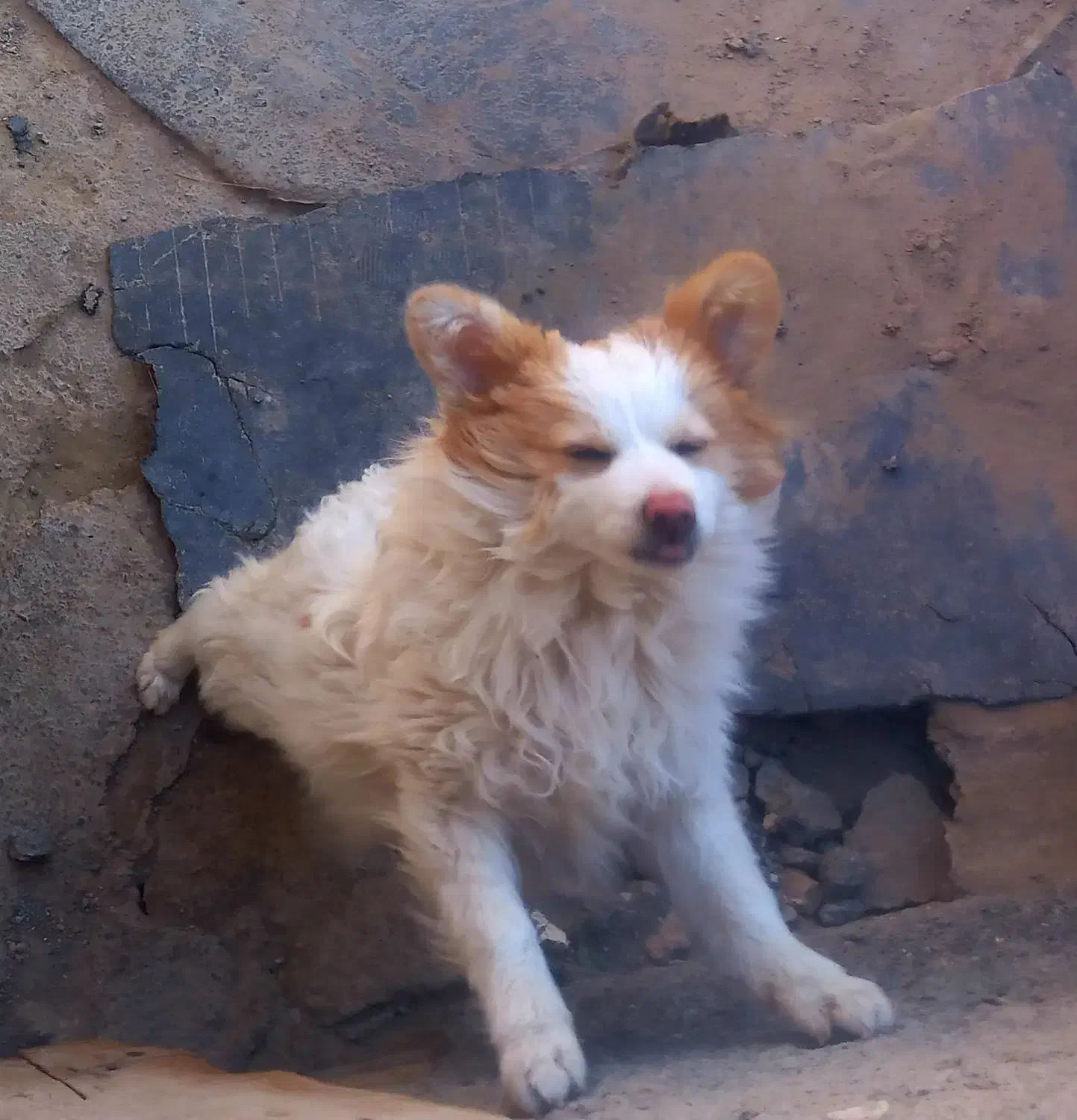 با سلام از برنامه دیوار|سگ|چناران, |دیوار