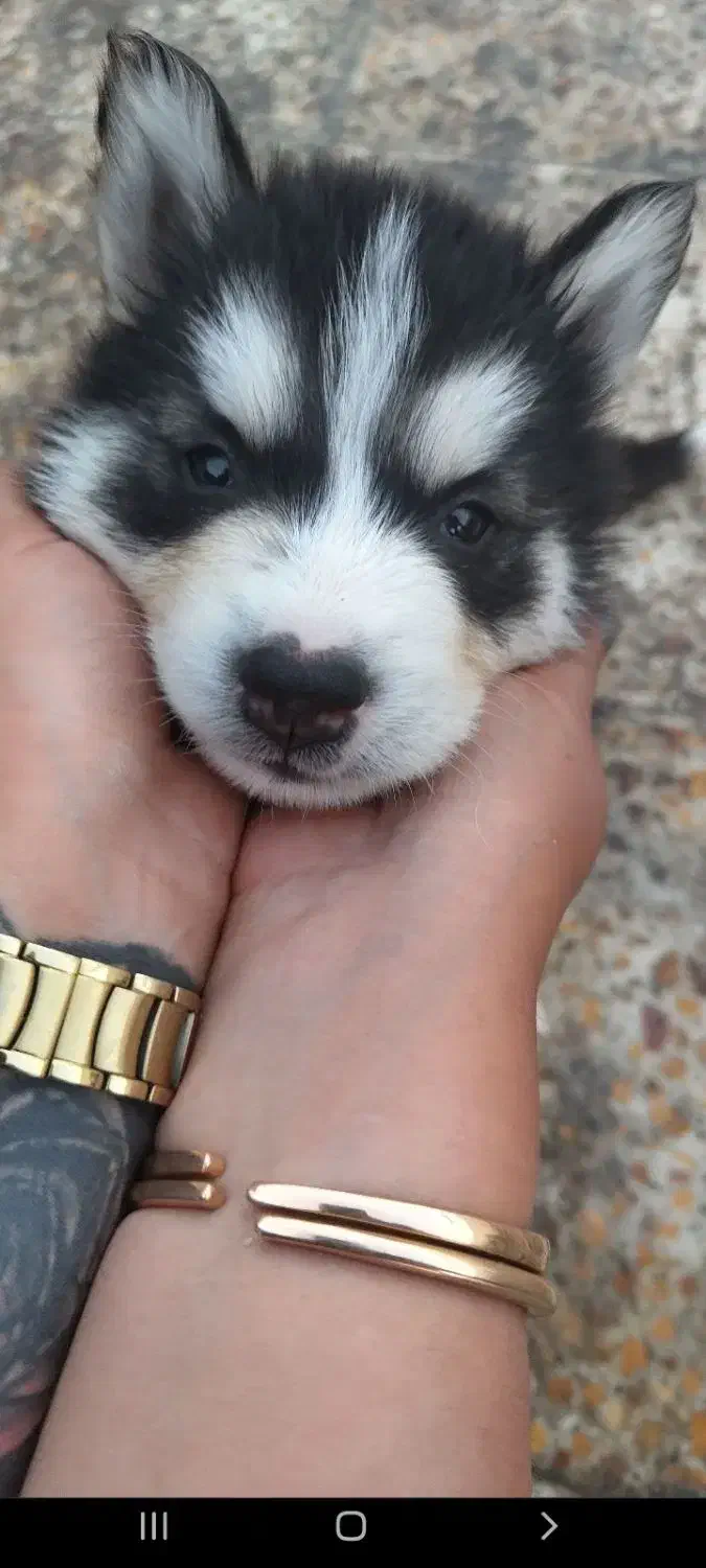 واگذاری هاسکی|سگ|تهران, شهرک شریفی|دیوار