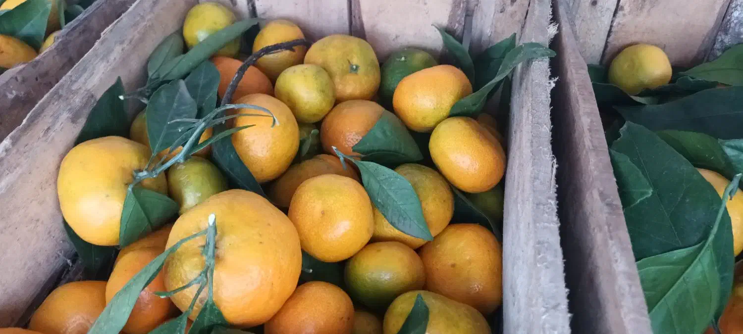 نارنگی انشو تازه چین برگی و کیوی مربایی|حراج|کلاچای, |دیوار