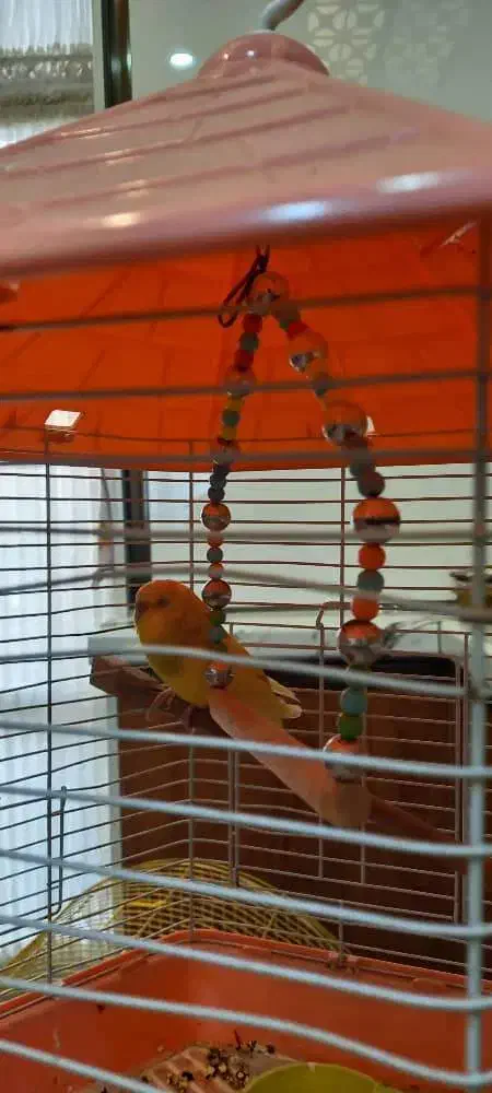 دو عدد مرغ عشق دونه ای 500تومان|پرنده|پردیس, فاز ۸|دیوار