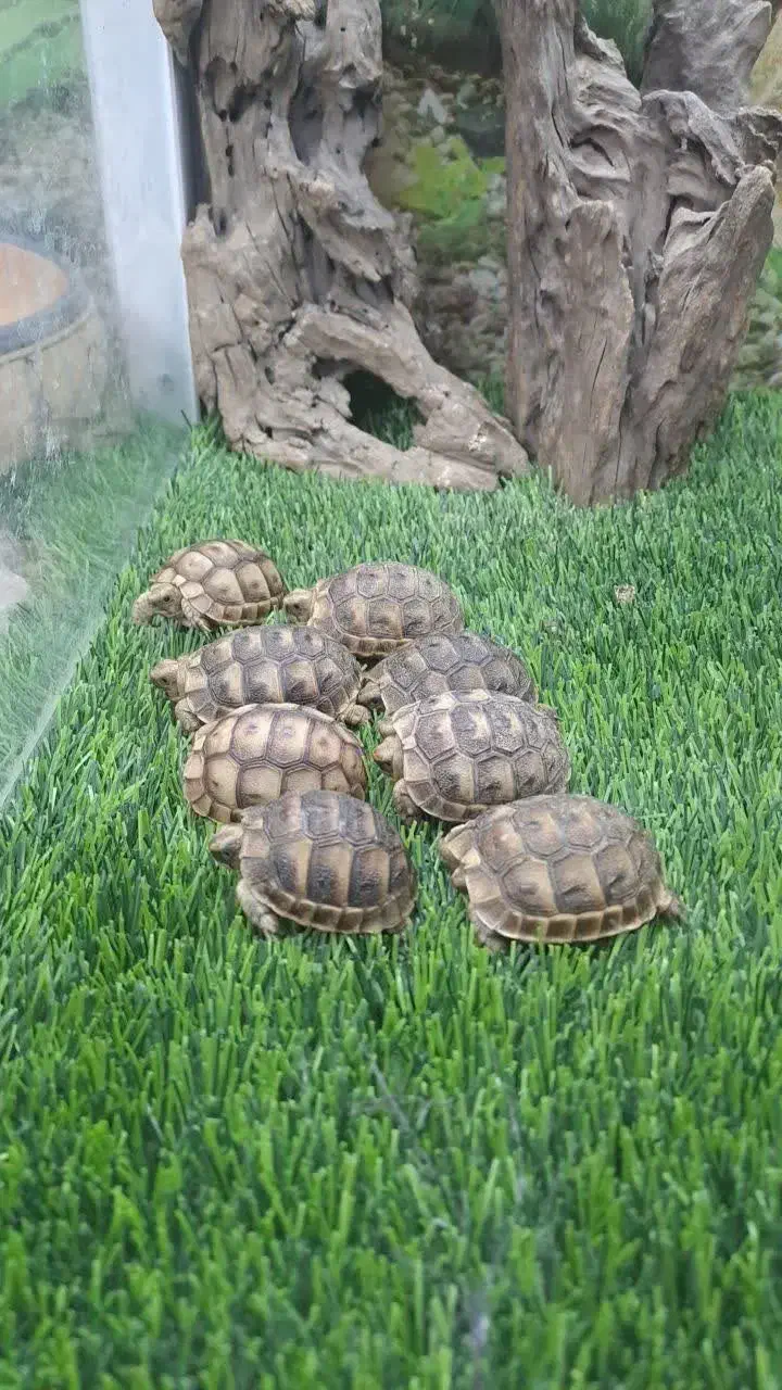 حیوون بانمک|خزنده|ایرانشهر, |دیوار