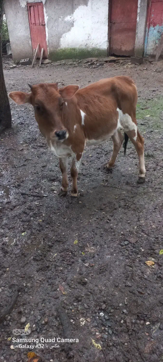 لیشه یکساله بفروش میرسد|حیوانات مزرعه|سنگر, |دیوار