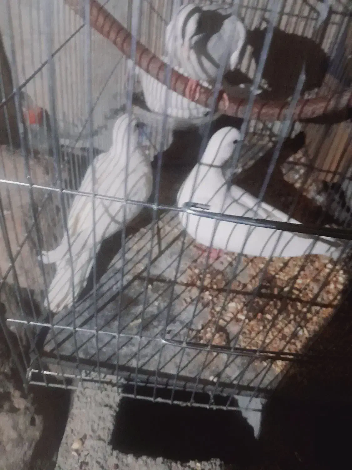 کبوتر خانگی|پرنده|میرجاوه, |دیوار