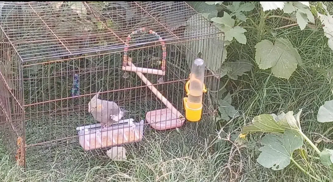 عروس هلندی زیبا و بازیگوش|پرنده|دهلران, |دیوار