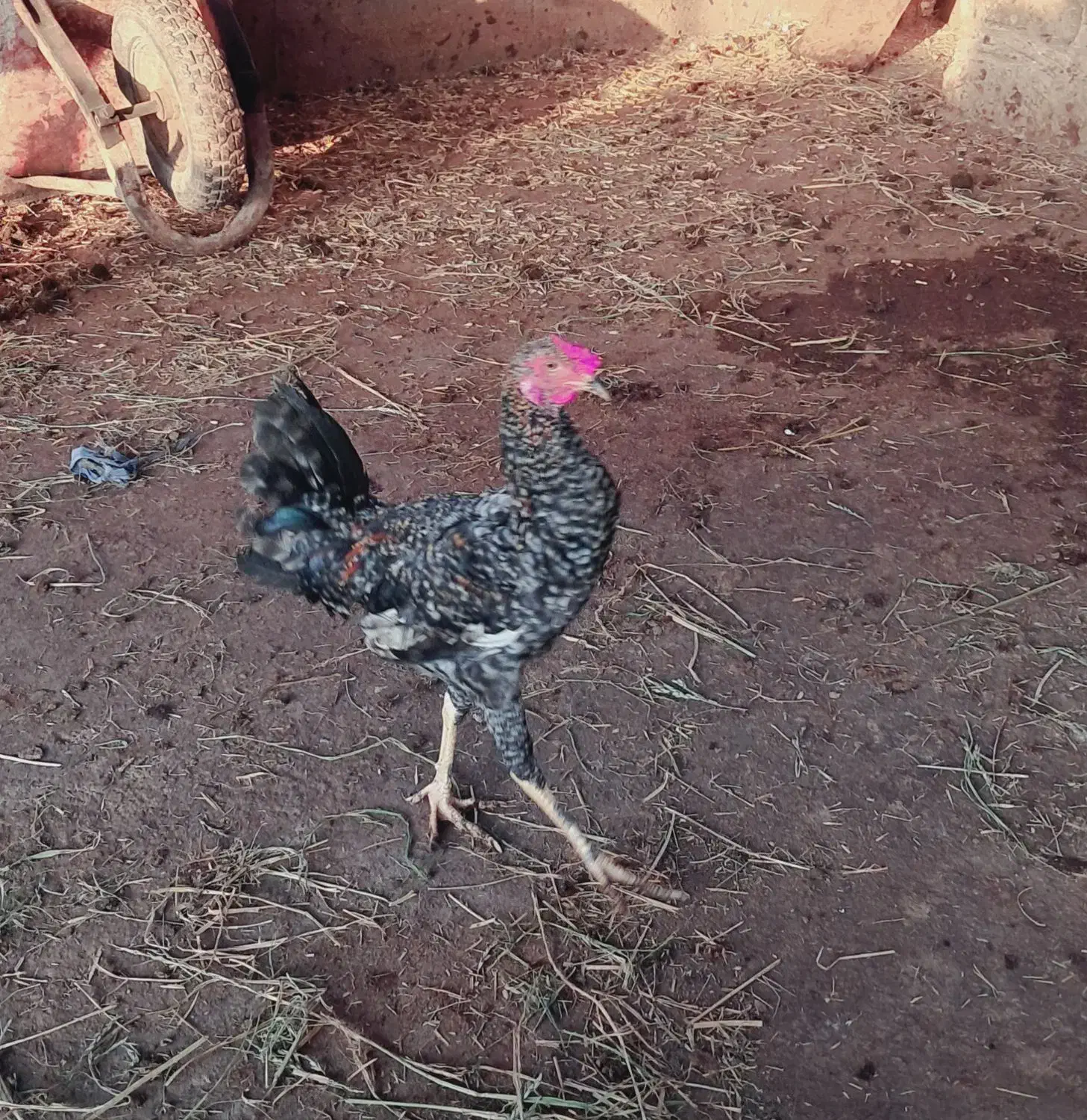 فروشی|حیوانات مزرعه|شوشتر, |دیوار