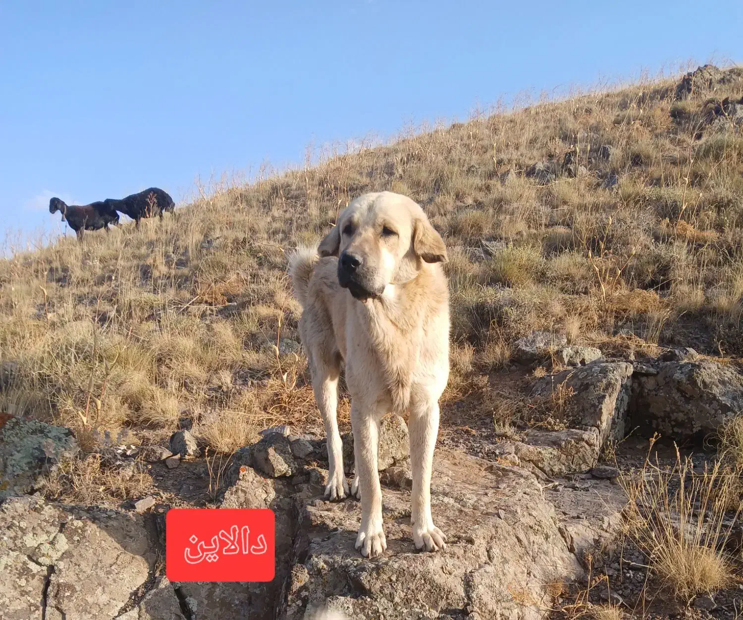 سگ گمشده|حیوانات|زنجان, |دیوار