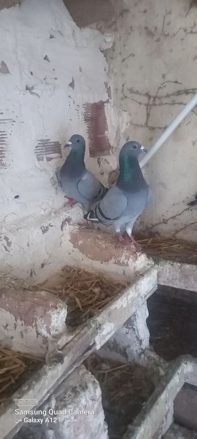 کفتر دوبر|پرنده|اردبیل, |دیوار