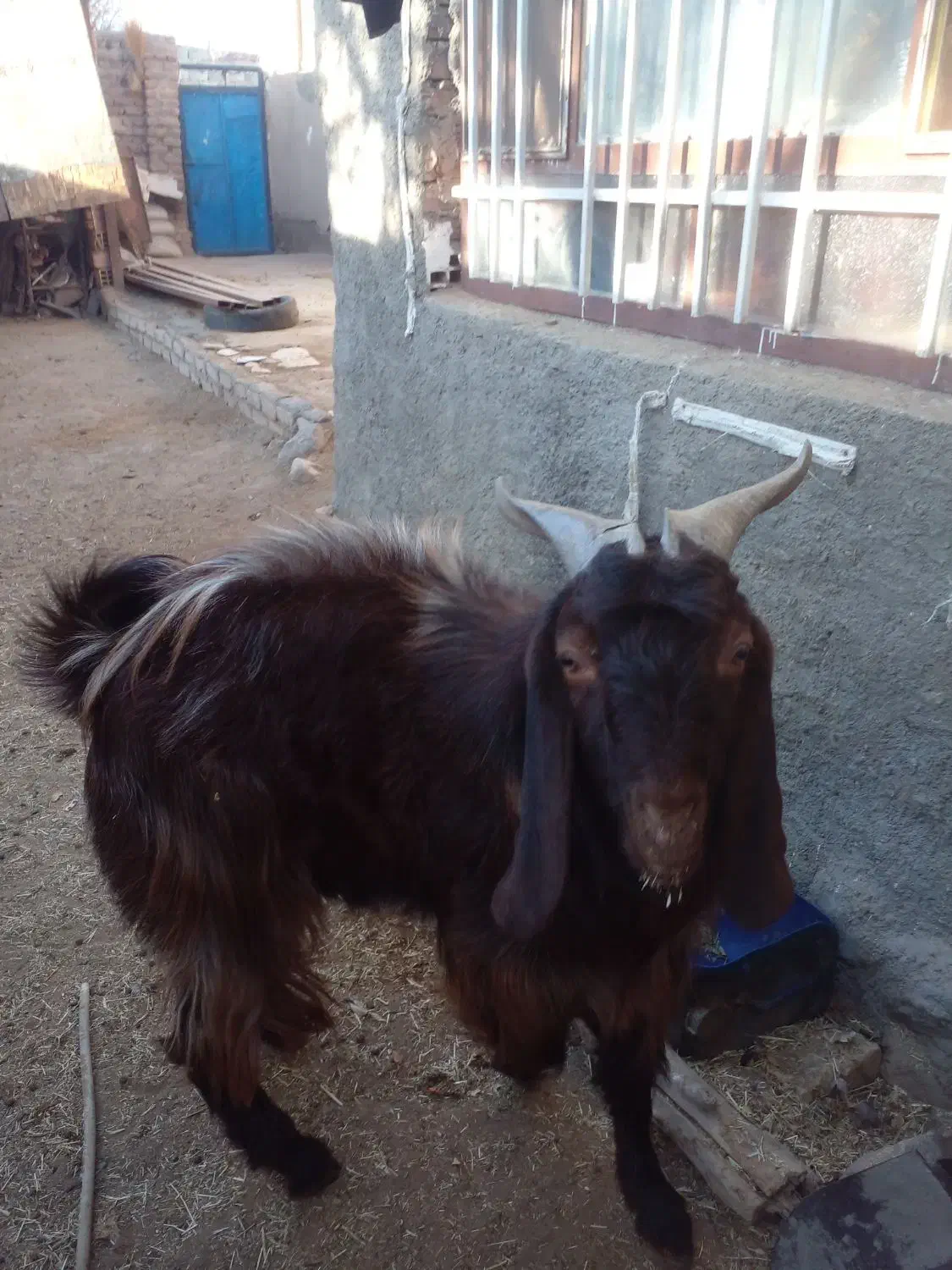 چبش یک و نیم ساله|حیوانات مزرعه|مود, |دیوار