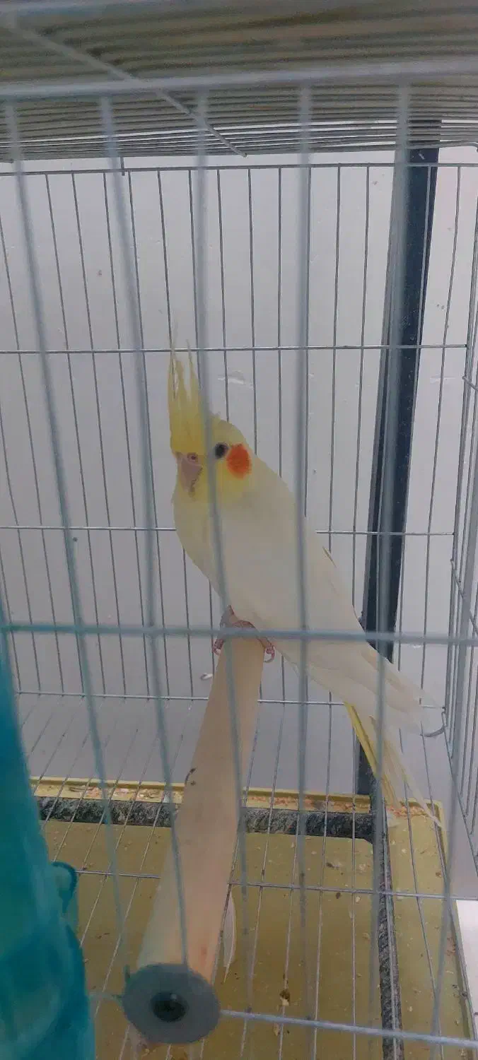 عروس هلندی|پرنده|آباده, |دیوار