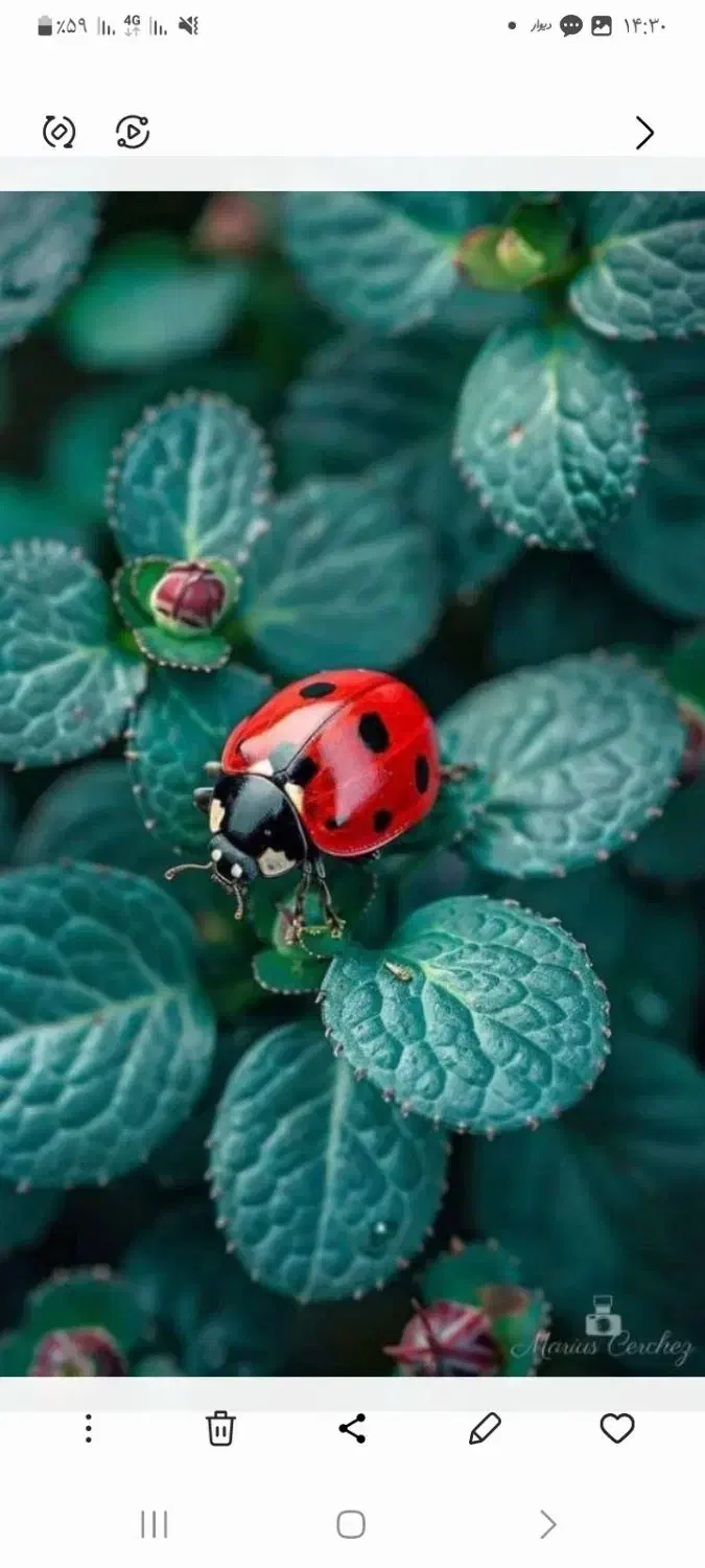 قالی|فرش|یاسوج, |دیوار