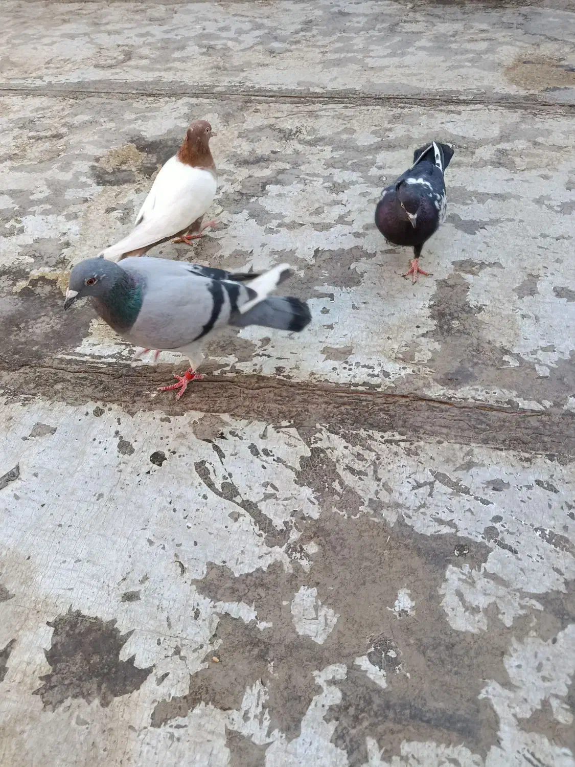 کفتر پرشی|پرنده|الوند, |دیوار