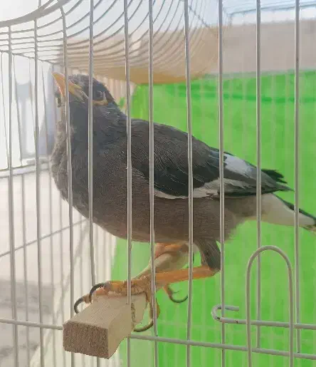 مینا بسیار باهوش و بانمک|پرنده|مشهد, امامیه (شهرک غرب)|دیوار