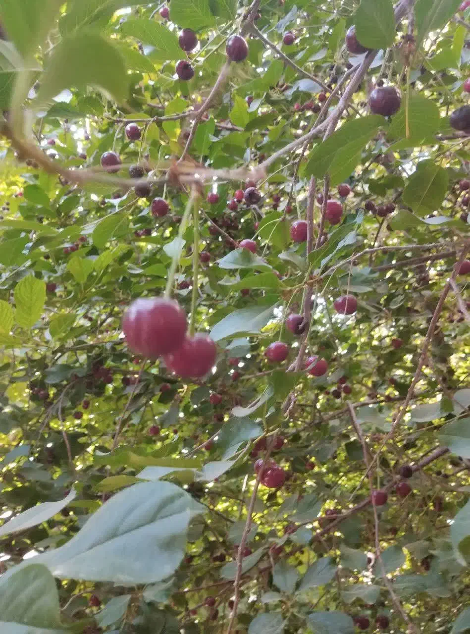 فروش باغ نقلی بوز ـخضرآباد|فروش خانه و ویلا|خضر آباد, |دیوار