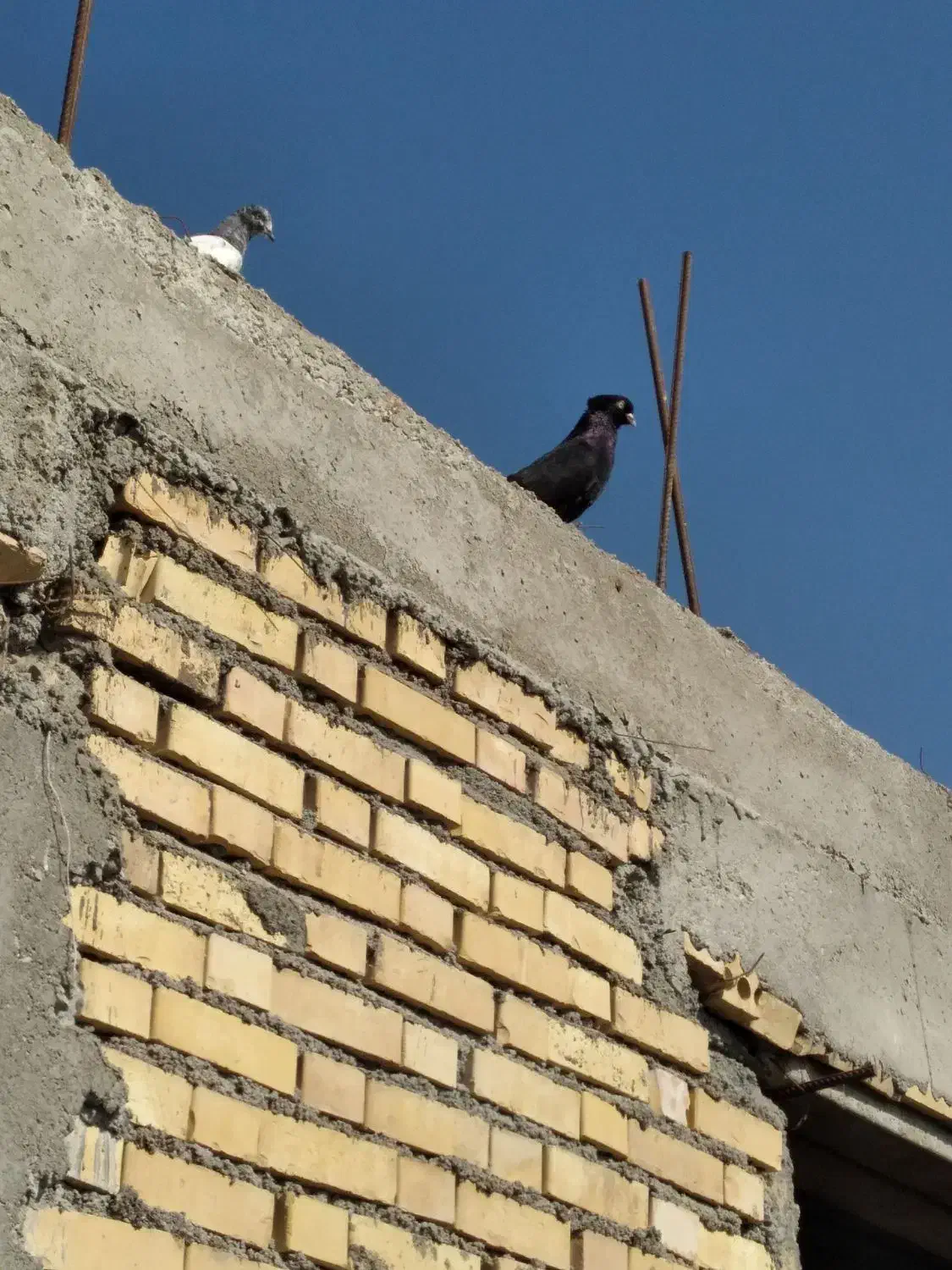 کبوتر زاغ ابادانی|پرنده|شادگان, |دیوار