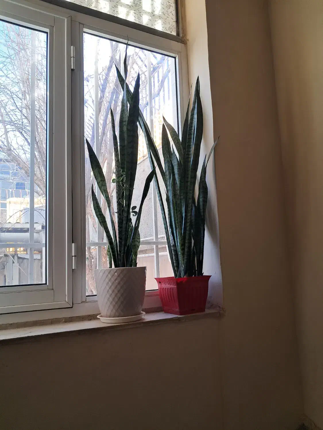 گل و گلدان|گل و گیاه طبیعی|کرمانشاه, |دیوار