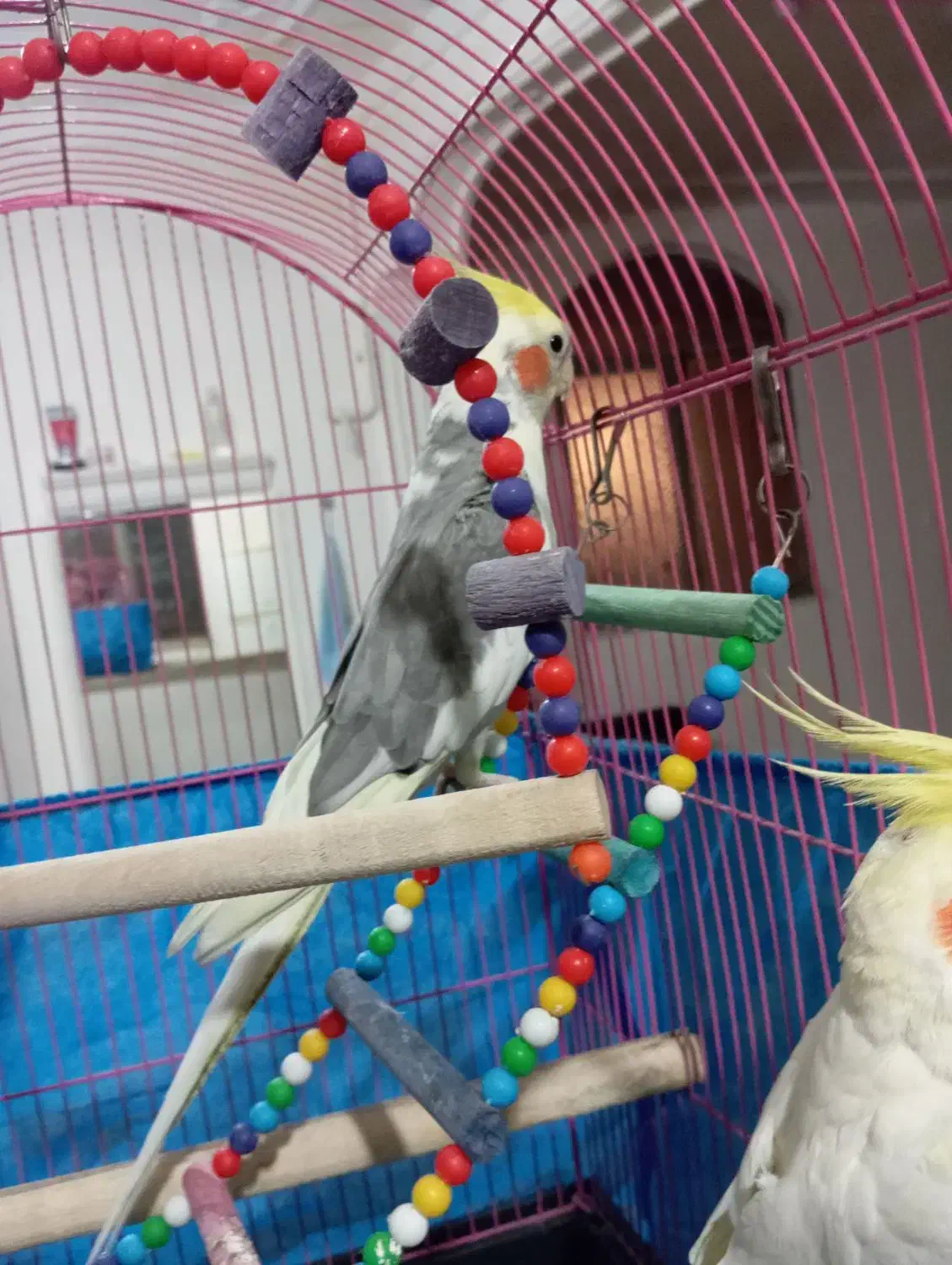 قیمت۴تومن|پرنده|الوند, |دیوار