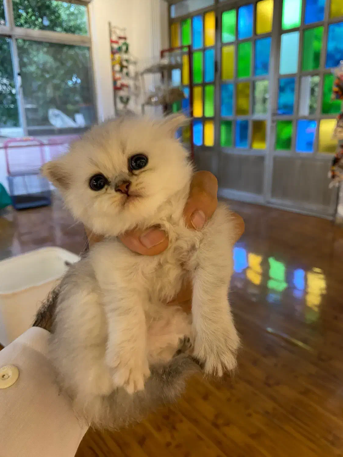 گربه بریتیش ملوس|گربه|نوشهر, |دیوار