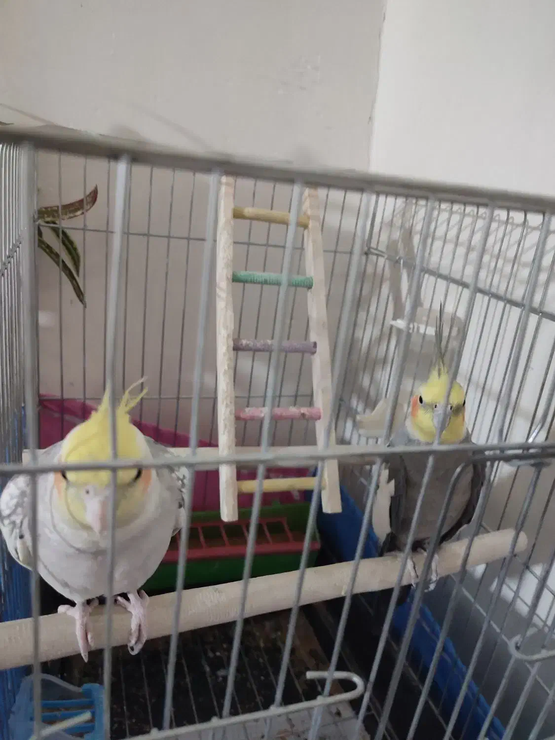 طوطی های زرنگ|پرنده|اقبالیه, |دیوار