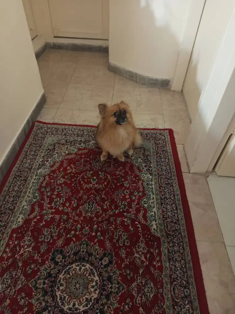 یک سگ پامر با ادب و حرف گوش کن|سگ|تهران, نیروی هوایی (پیروزی)|دیوار