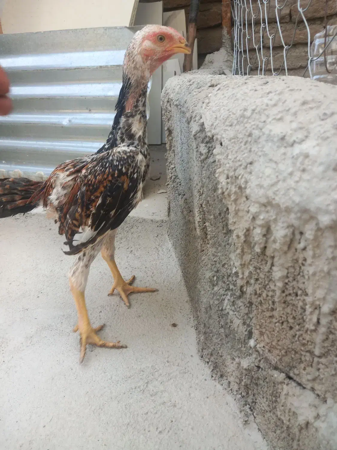 فروش جوجه اوشامو و تخم اوشامو|حیوانات مزرعه|قائم‌شهر, |دیوار