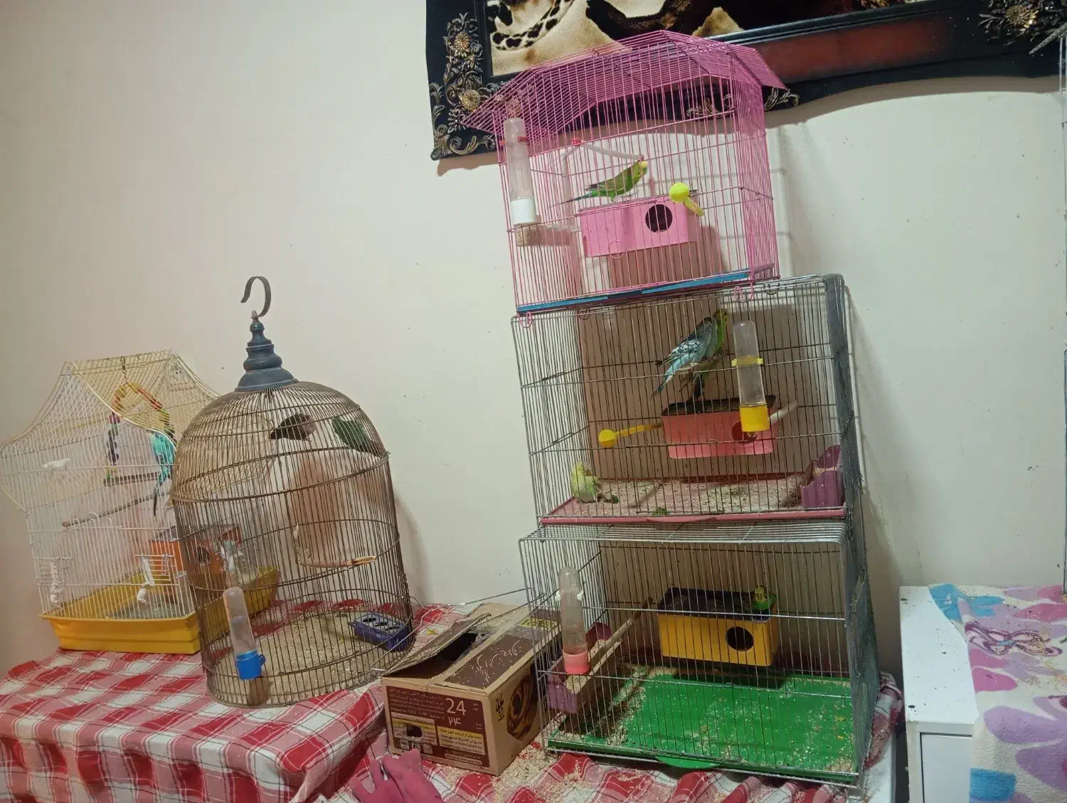 قفس پرنده و پرنده مرغ عشق ماده و نر|پرنده|شیراز, شهرک صدا و سیما|دیوار