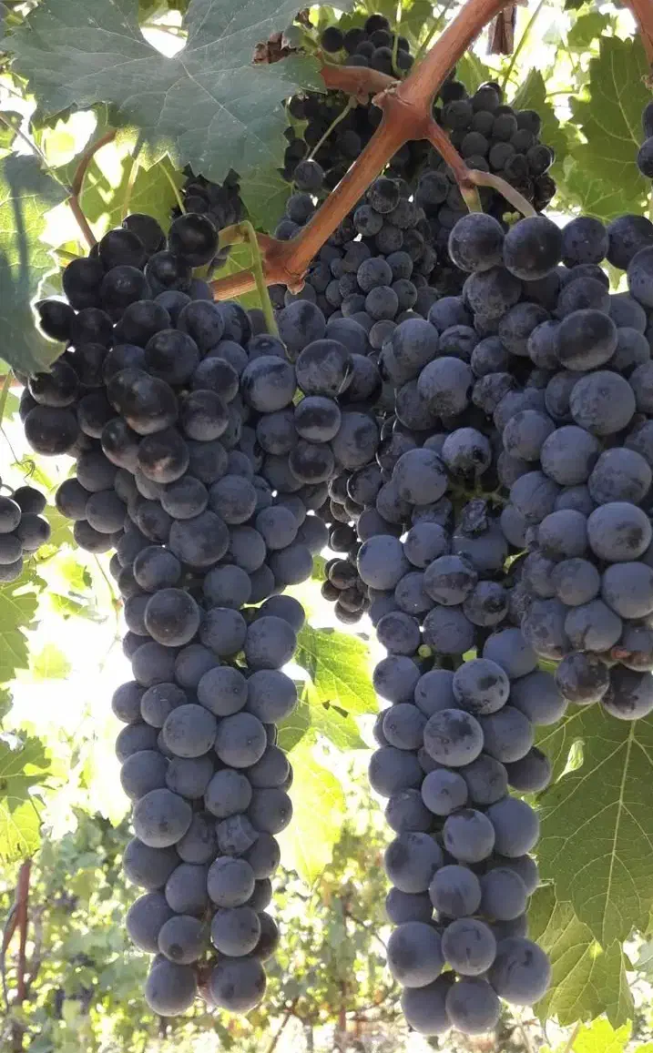 انواع نهال لیبلدار میوه و خشکبار|خدمات باغبانی و درختکاری|مرند, |دیوار