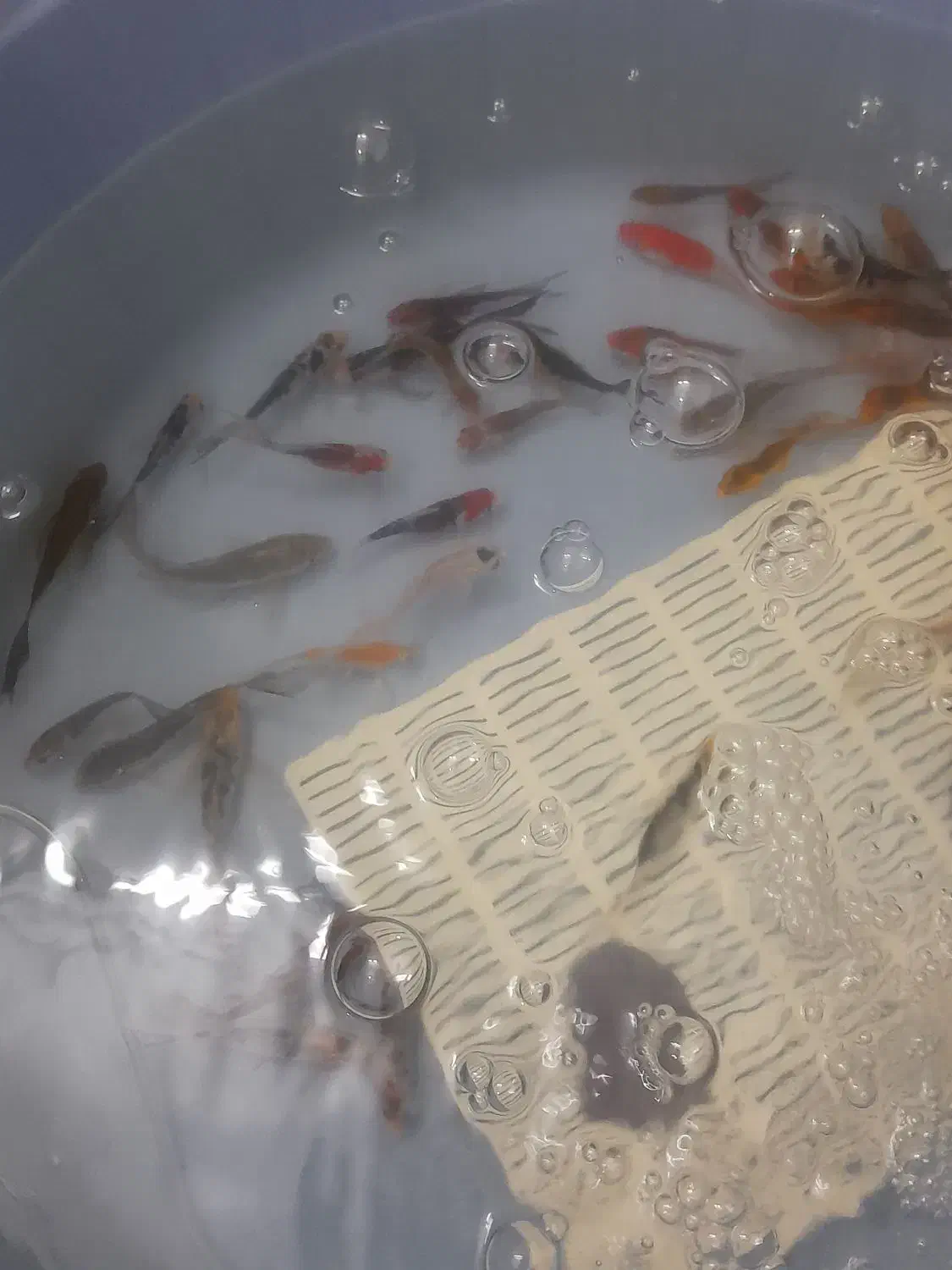 ماهی کوی|ماهی|اردبیل, |دیوار