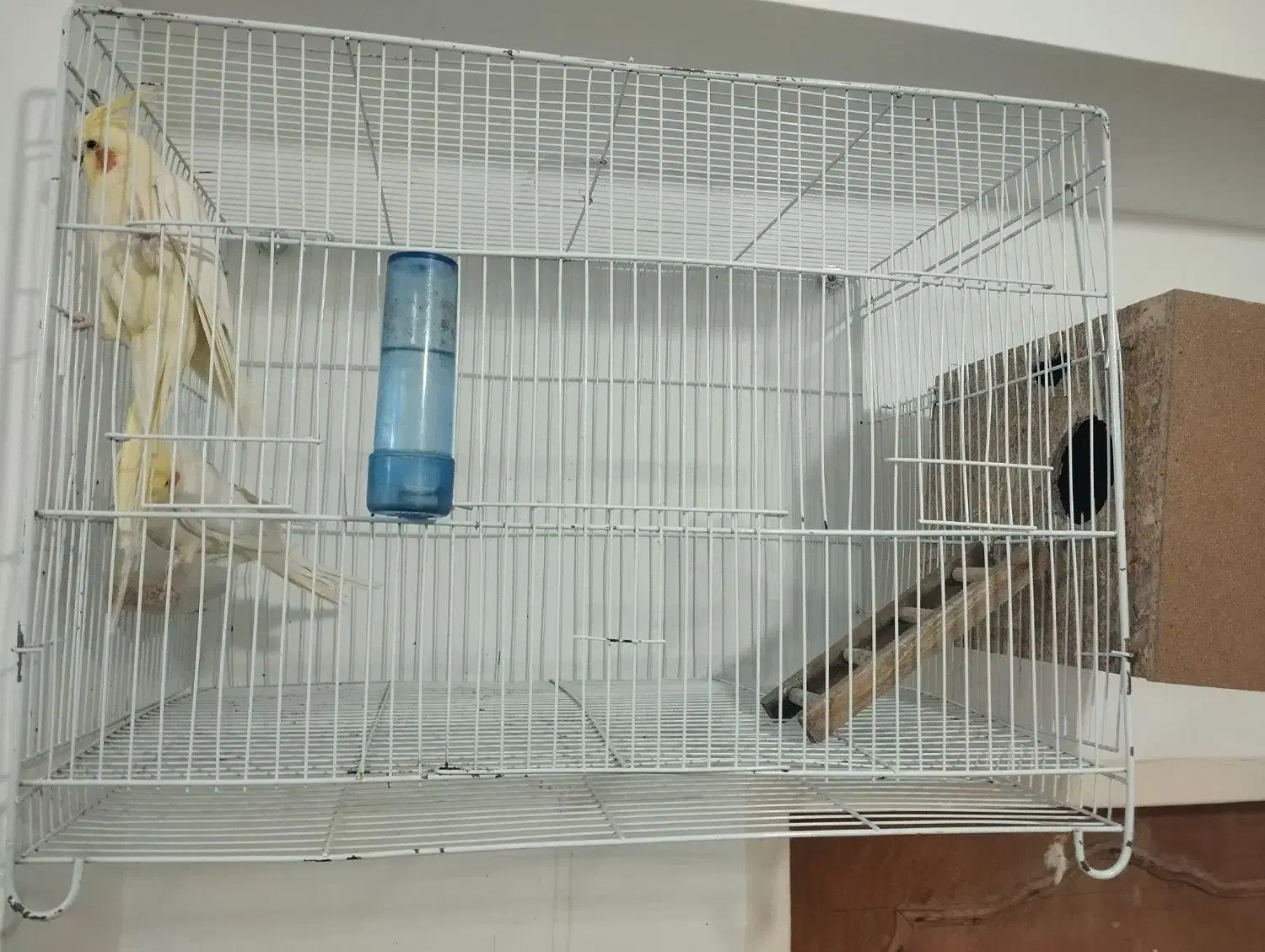 یک جفت عروس هلندی با قفس وکلبه ش|پرنده|زابل, |دیوار