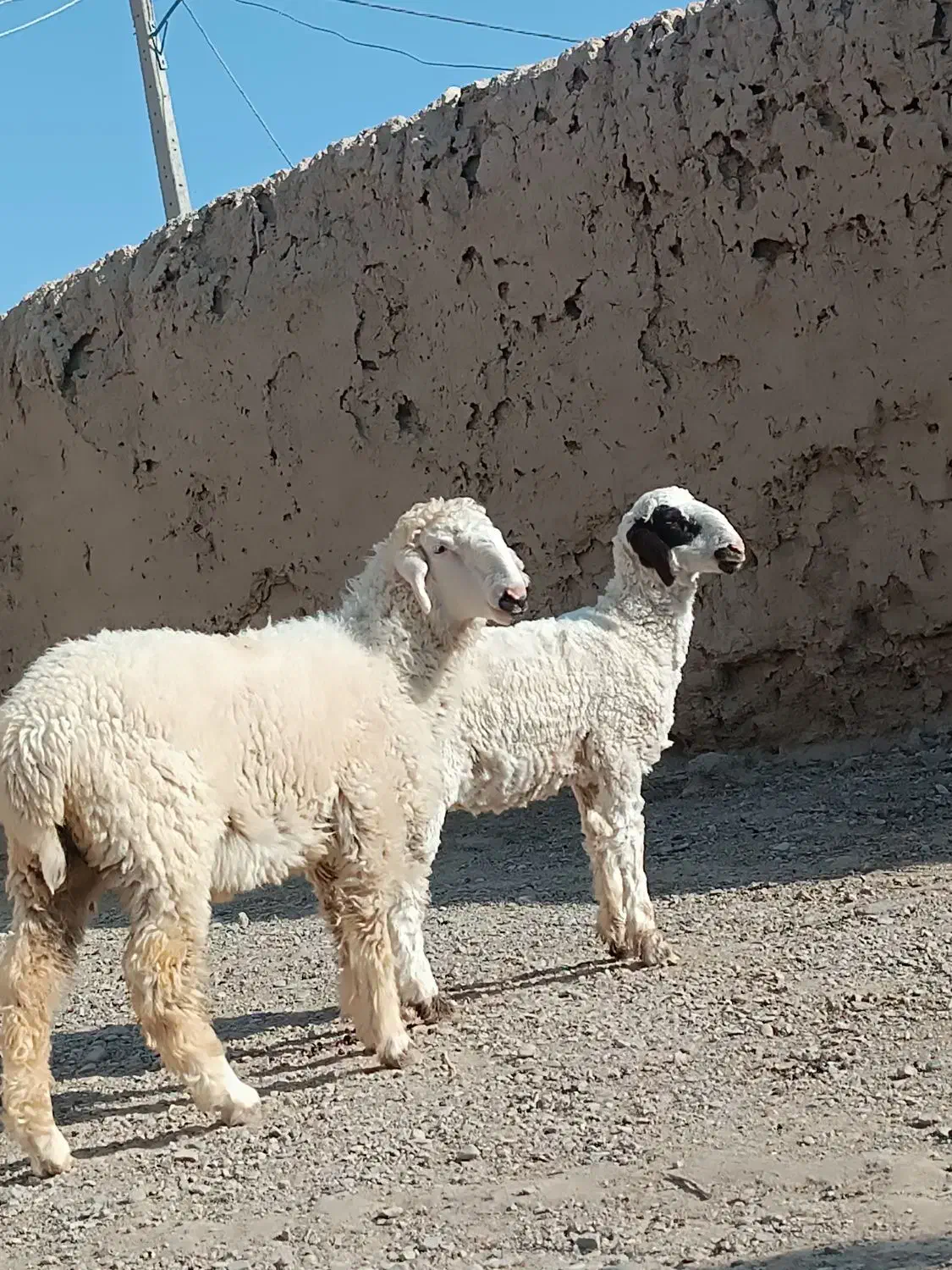 دوکابرپاکستانی و بره نر پلواری|حیوانات مزرعه|زابل, |دیوار