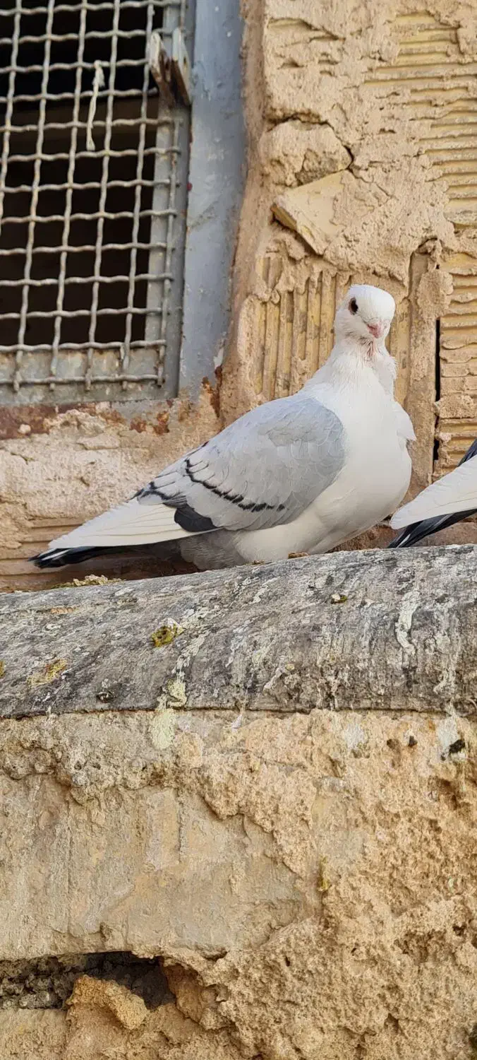 کبوتر ساتن بلژیکی|پرنده|برخوار, |دیوار