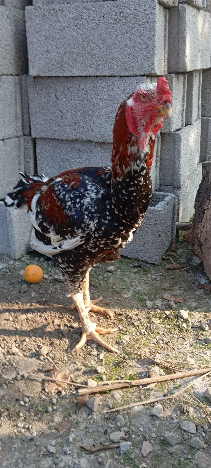 خروس لاری اصیل|حیوانات مزرعه|ماسال, |دیوار