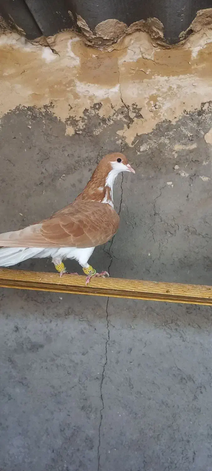 خوشرنگ زرد|پرنده|قزوین, |دیوار